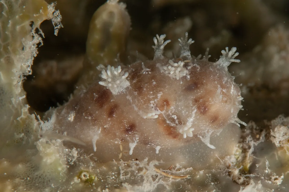 Lyncina lynx - SWV, Mabul Island, 91031 Mabul, Sabah, Malaysia
