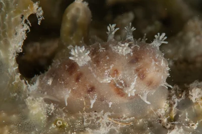 Lyncina lynx - SWV, Mabul Island, 91031 Mabul, Sabah, Malaysia