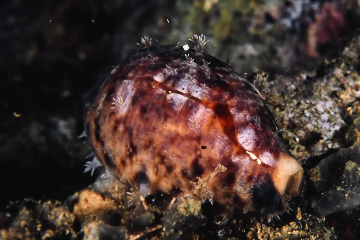 Lyncina lynx - Restorff Island, Kimbe Bay, New Britain, Papua New Guinea
