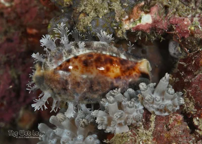Lyncina lynx - Puerto Galera, Oriental Mindoro, Philippines