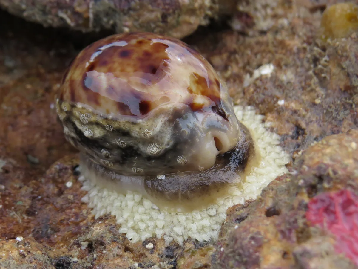 Lyncina lynx - Reef Flat, Low Isles