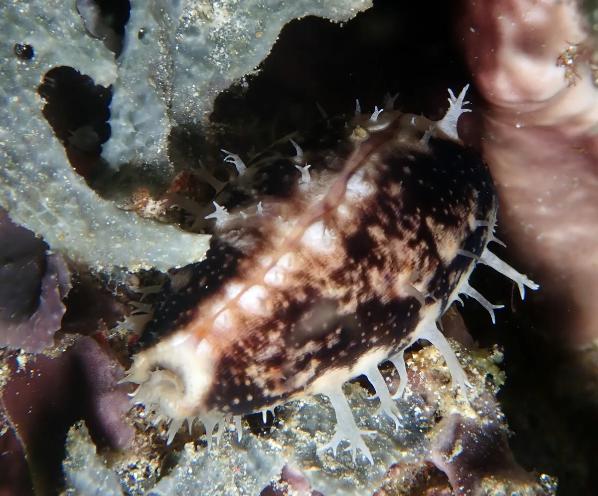 Lyncina lynx - Raja Ampat, ID-IB, ID
