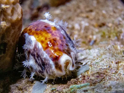 Lyncina lynx - Lembata, ID-NT, ID