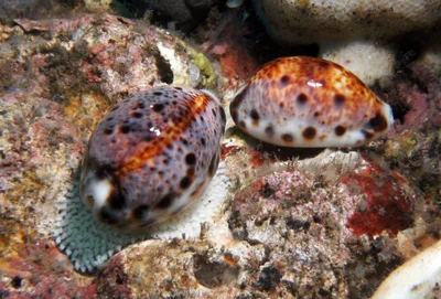 Lyncina lynx - Karangasem Regency, Bali, Indonesia