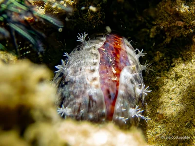 Lyncina lynx - Ambon, Maluku, Indonesia