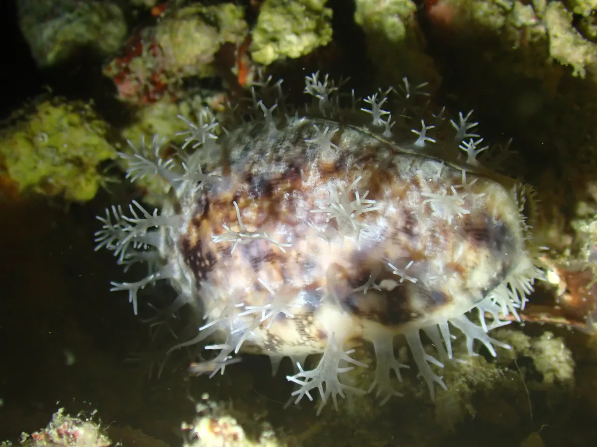Lyncina lynx - Donggala, ID-ST, ID