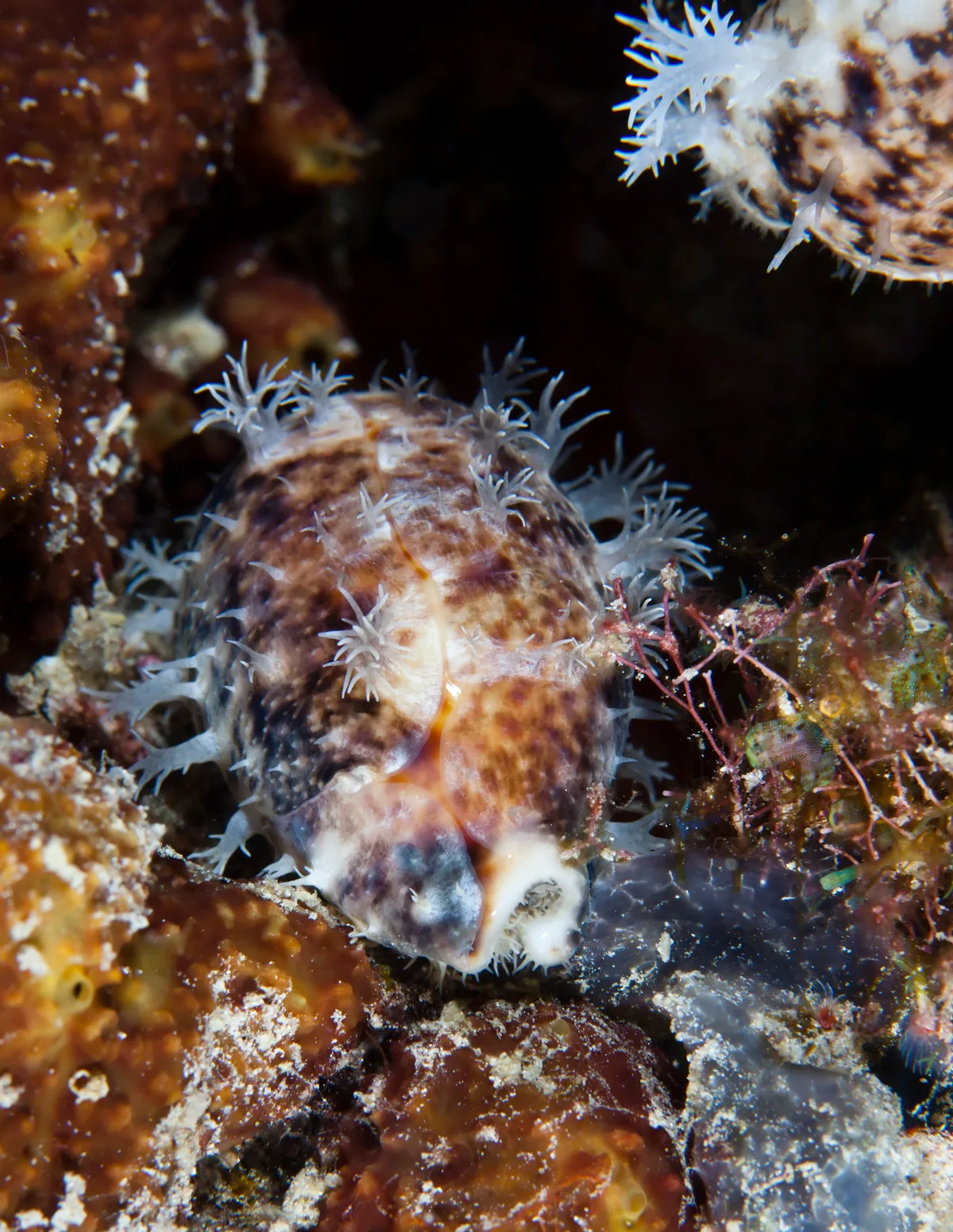 Lyncina lynx - Raja Ampat Regency, West Papua, Indonesia