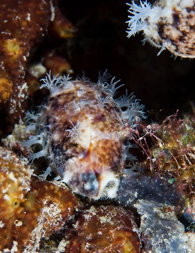 Lyncina lynx - Raja Ampat Regency, West Papua, Indonesia