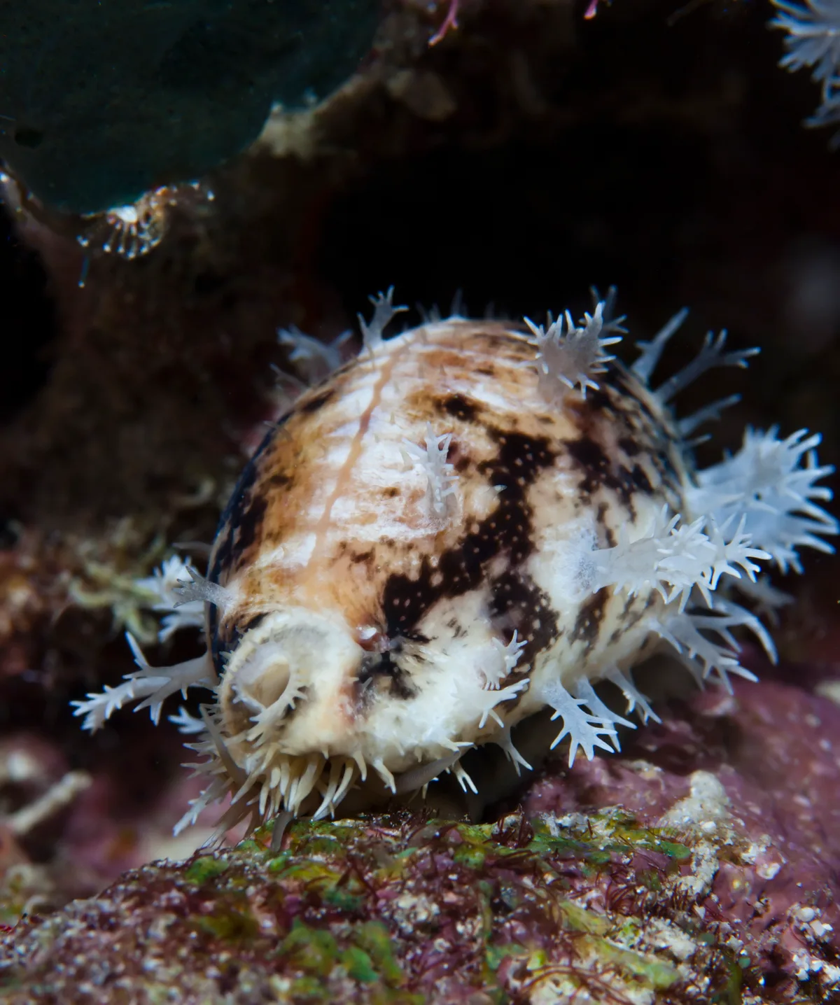Lyncina lynx - Raja Ampat Regency, West Papua, Indonesia