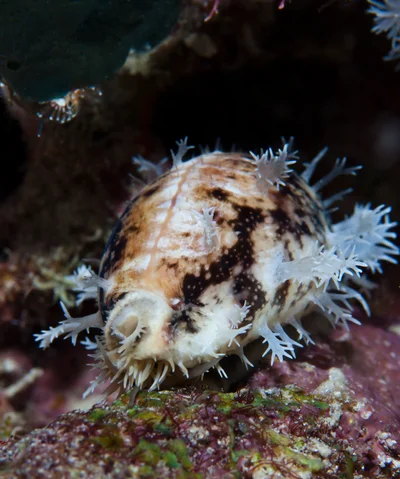 Lyncina lynx - Raja Ampat Regency, West Papua, Indonesia