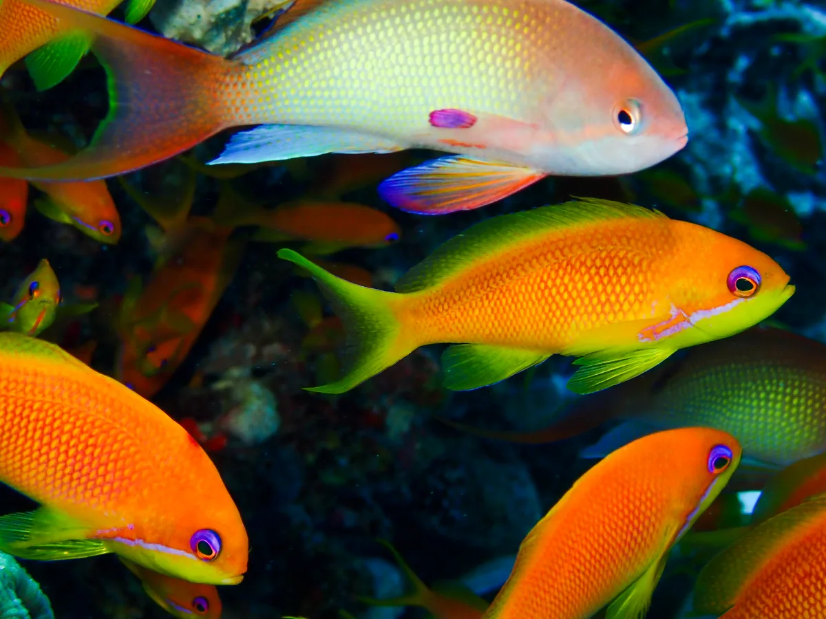 Lyretail anthias