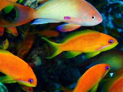 Lyretail anthias