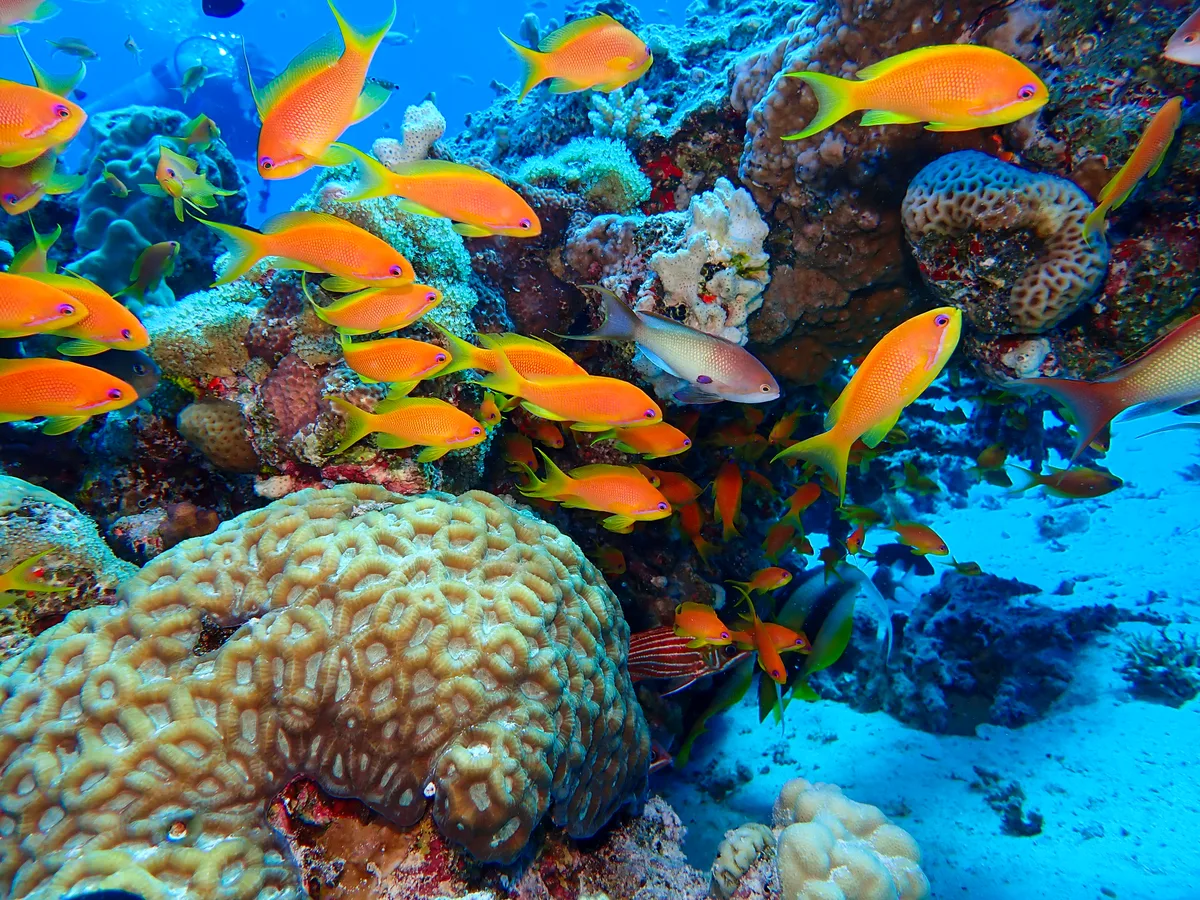 Lyretail anthias