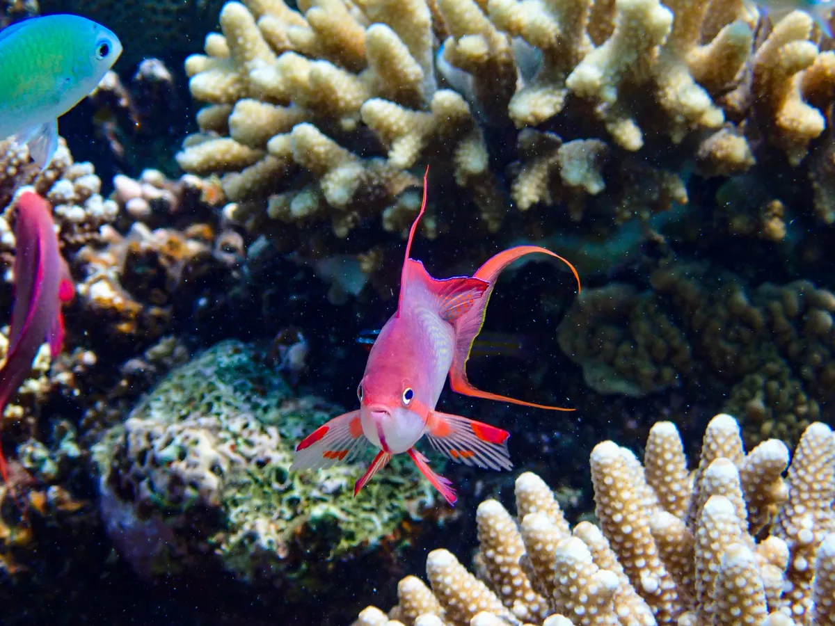 Lyretail anthias