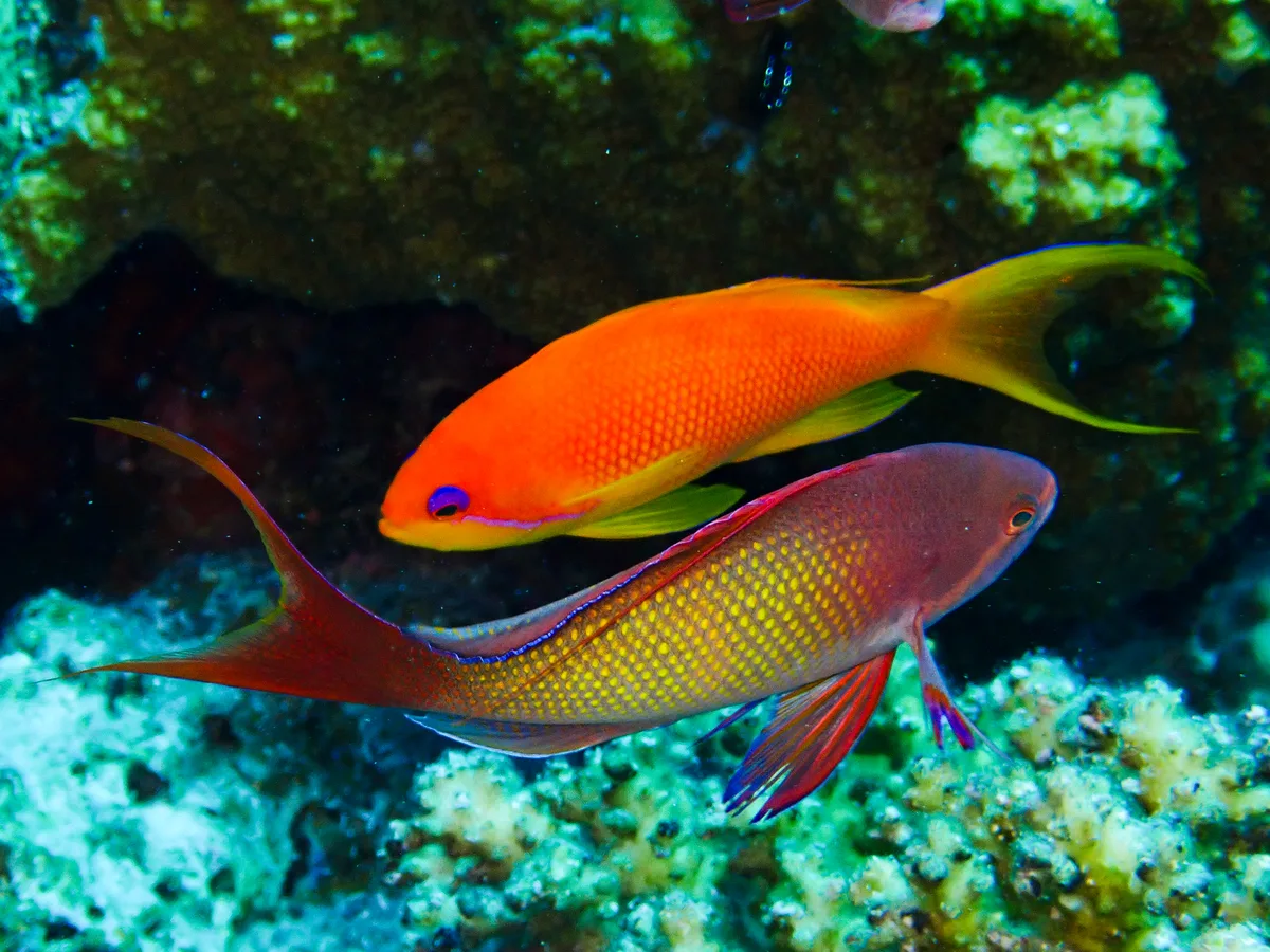 Lyretail anthias