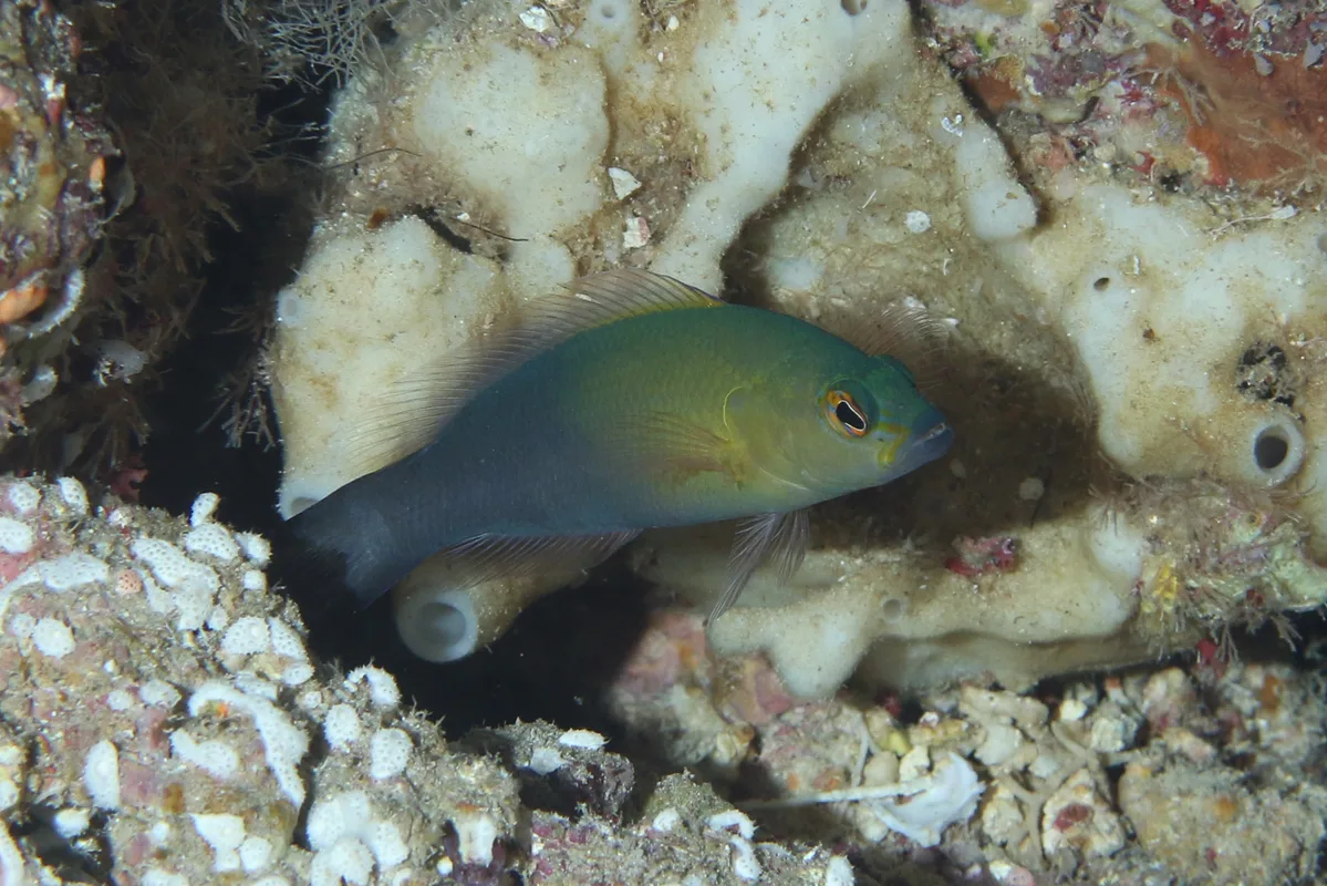 Lyretail Dottyback