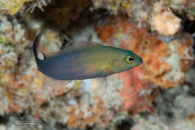 Pseudochromis dixurus - Wadi El-Gemal - Hamata