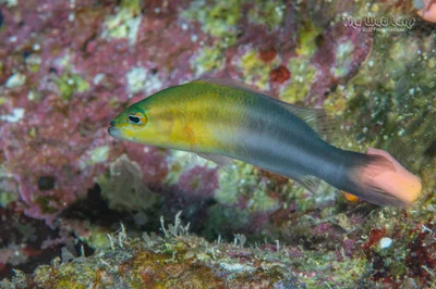 Pseudochromis dixurus - Al-Ghurdaqah, Al Bahr al Ahmar, Egypt