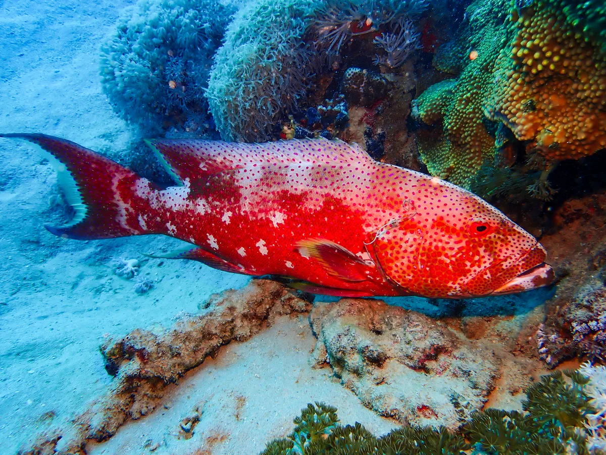 Lyretail grouper
