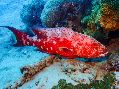 Lyretail grouper