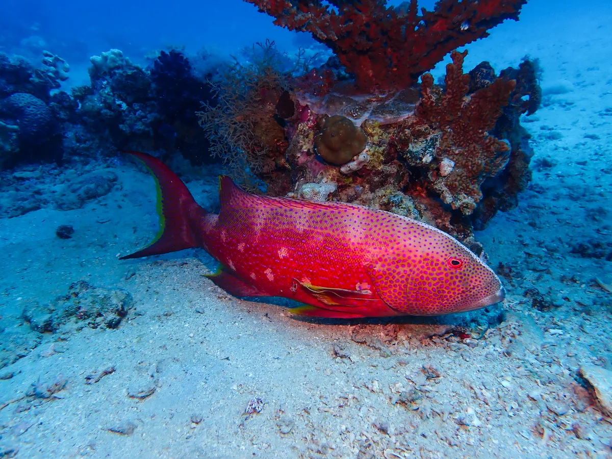 Lyretail grouper