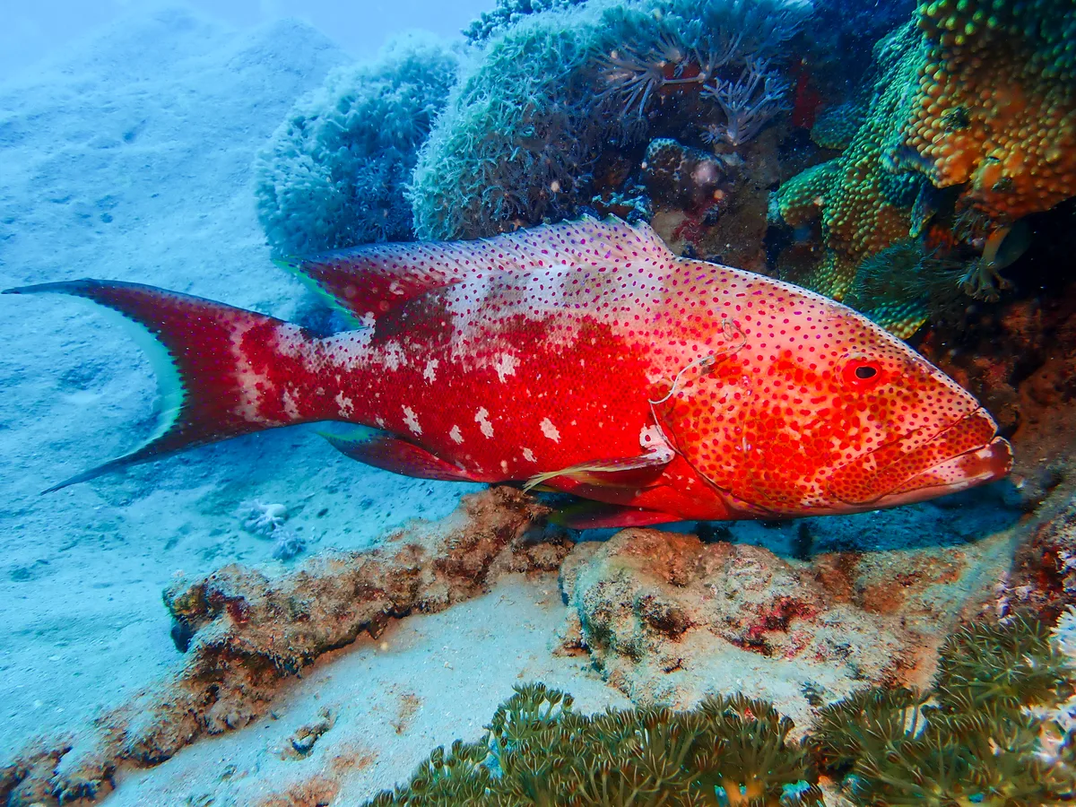 Lyretail grouper