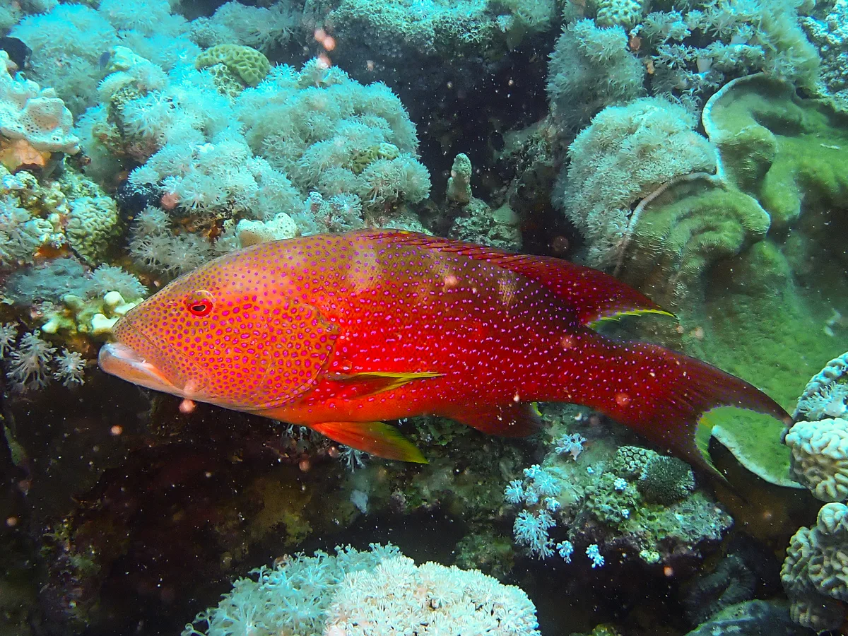 Lyretail grouper