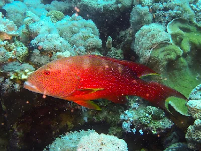 Lyretail grouper