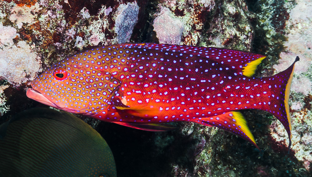Yellow-edge lyretail - Variola louti