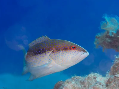 Yellow-edged Lyretail - Variola louti