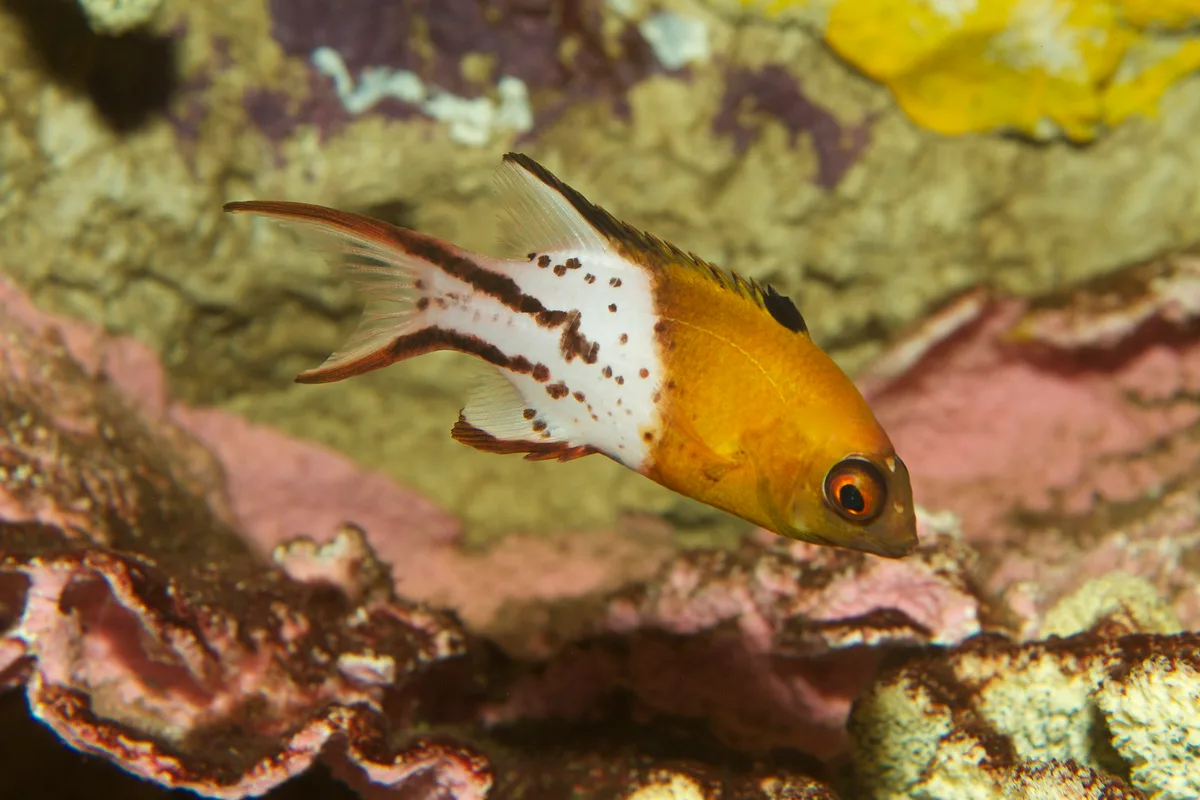 Lyretail Hogfish - Jevenile