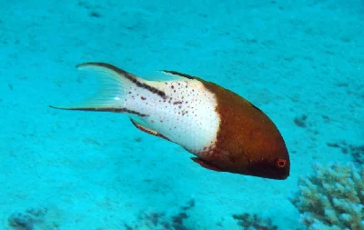 Lyretail Hogfish