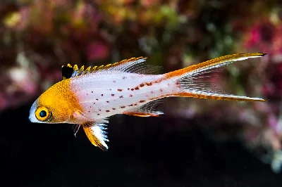Lyretail Hogfish