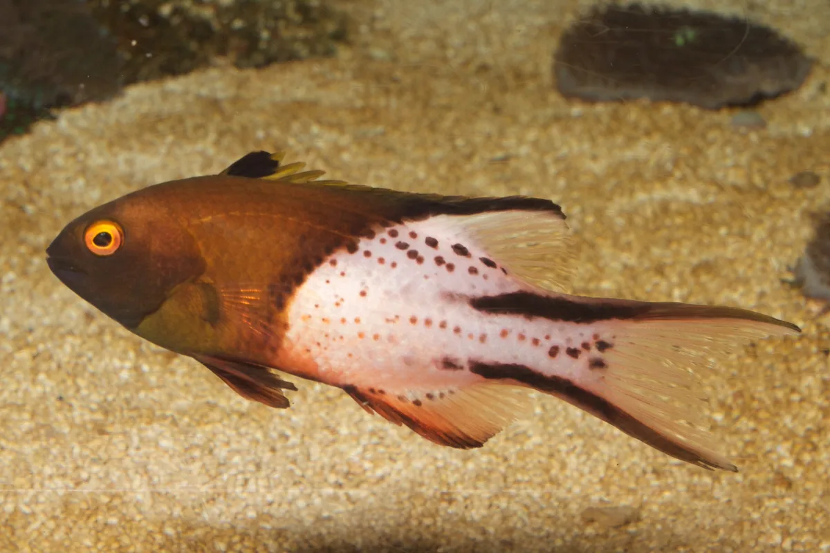 Bodianus anthioides