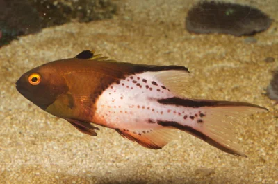 Bodianus anthioides