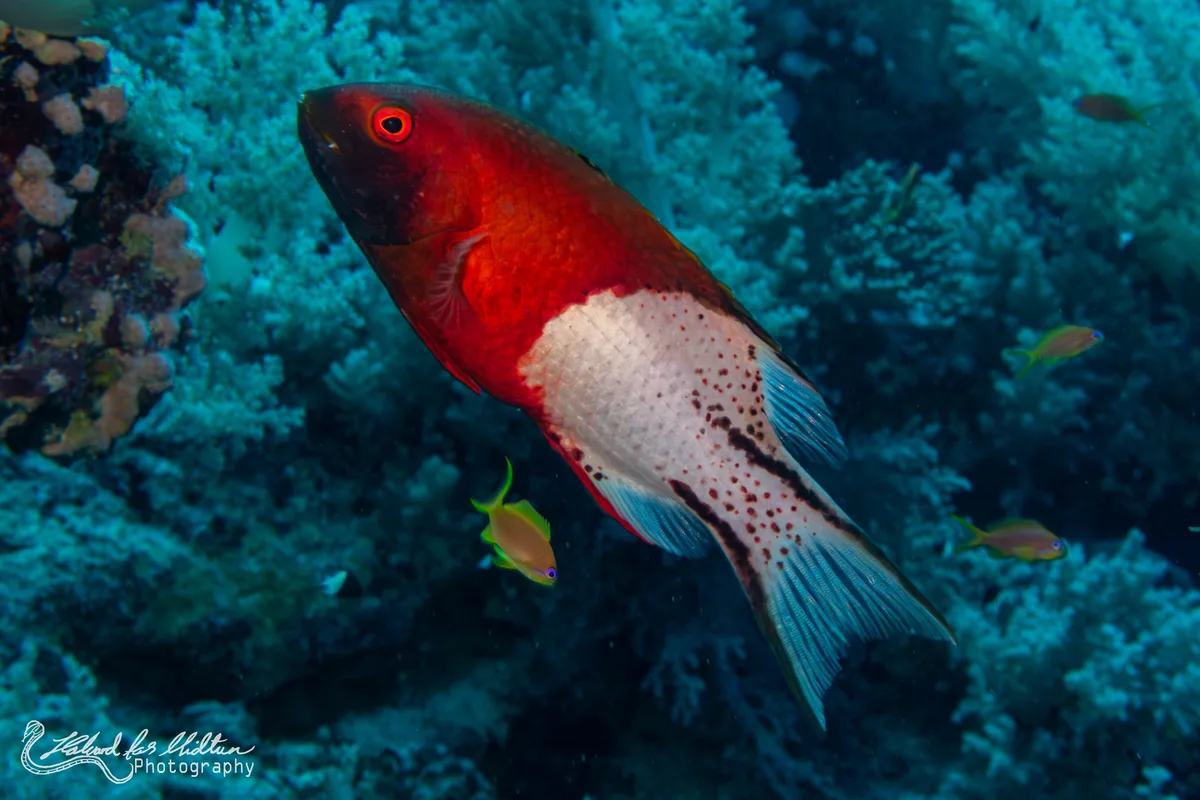 Bodianus anthioides (Lyretail Hogfish)