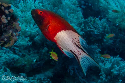 Bodianus anthioides (Lyretail Hogfish)