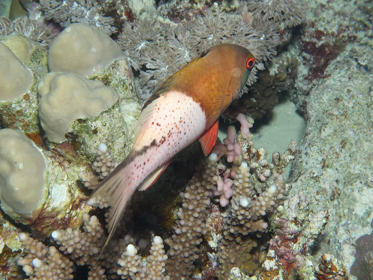 Labridae_Bodianus_anthioides_IMG_8717_2018_08_09_Abu_Dabab_3