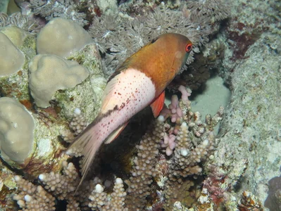 Labridae_Bodianus_anthioides_IMG_8717_2018_08_09_Abu_Dabab_3