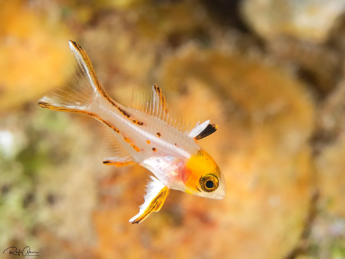 Lyretail Hogfish - Juvenile - Bodianus anthioides