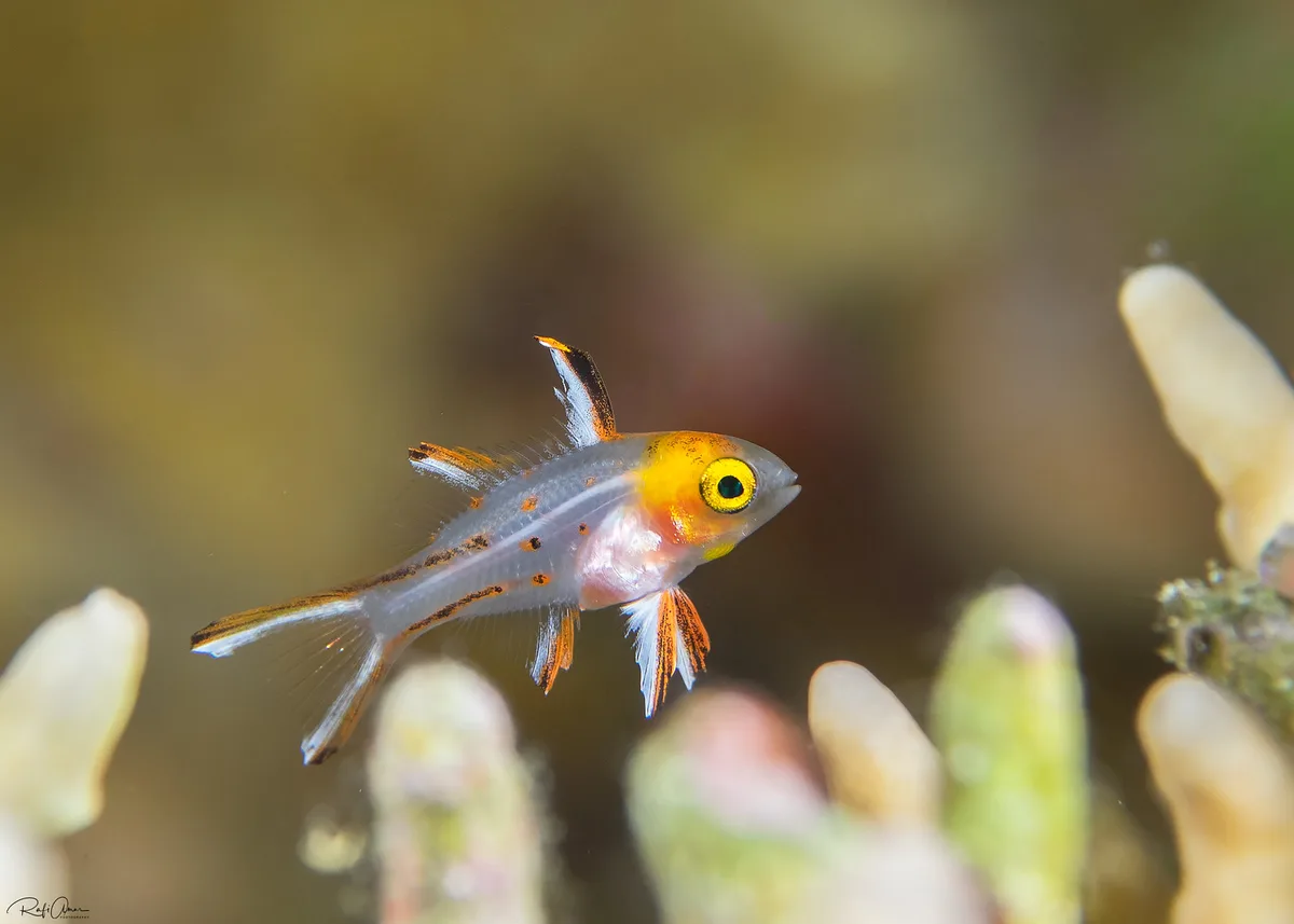 Lyretail Hogfish - Juvenile - Bodianus anthioides