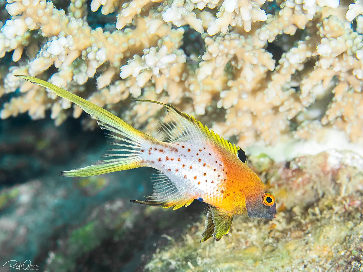 Lyretail Hogfish - Juvenile - Bodianus anthioides