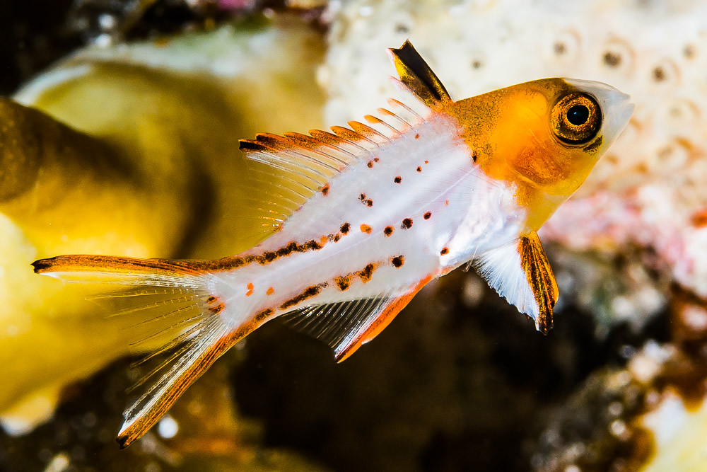Lyretail hogfish, juvenile - Bodianus anthioides