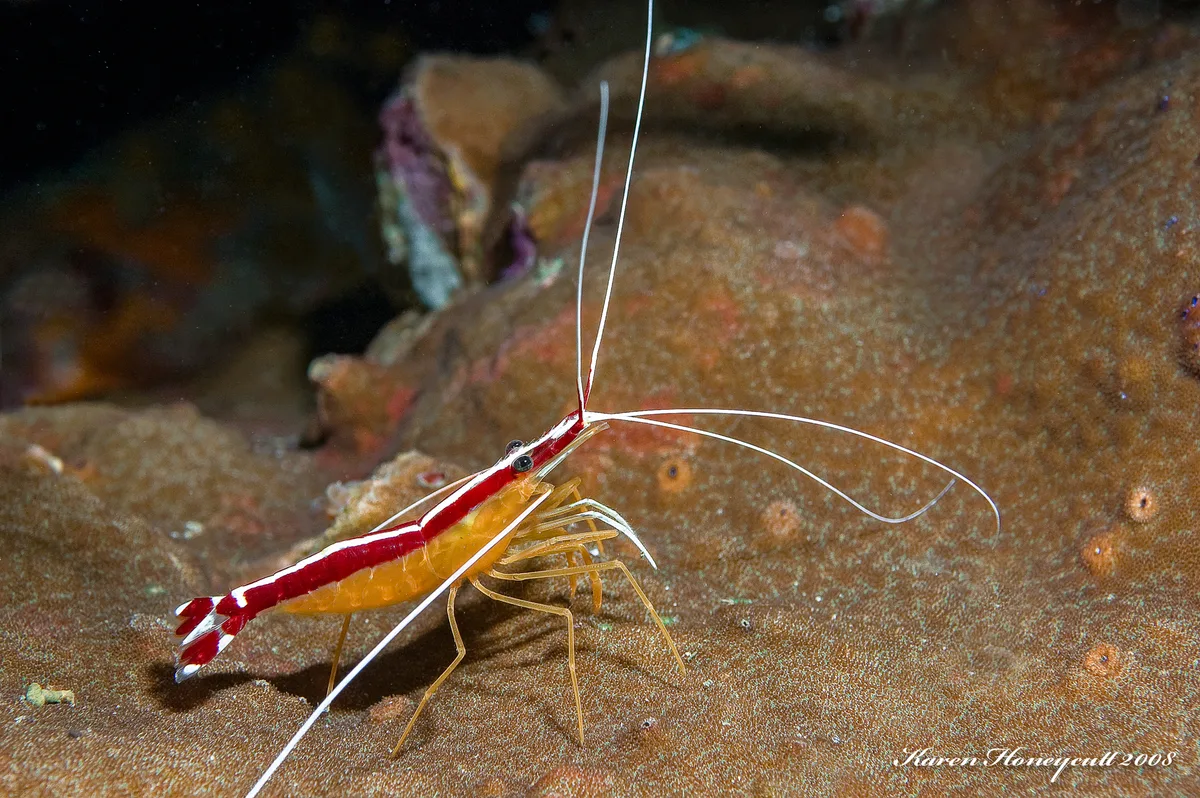 Lysmata amboinensis