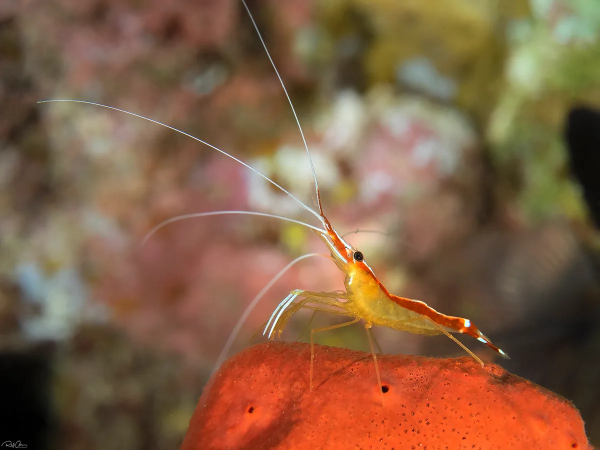 Lysmata amboinensis