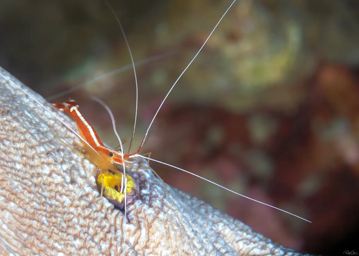 Lysmata amboinensis