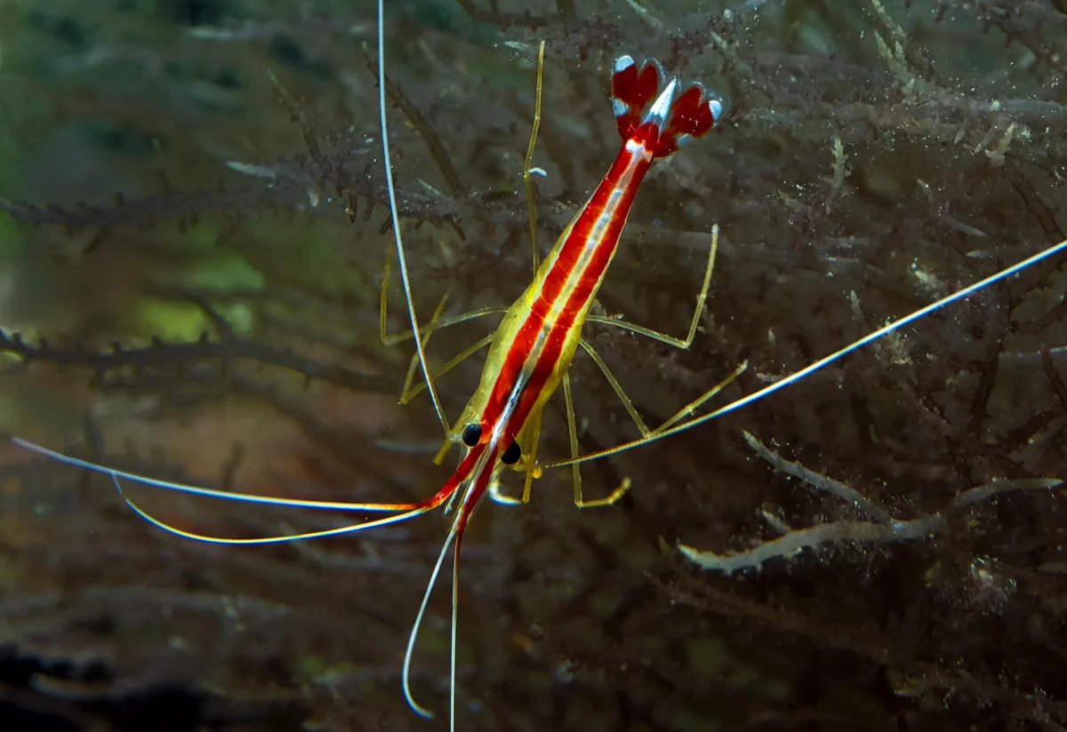 Lysmata amboinensis