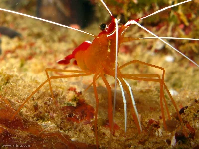 Lysmata amboinensis