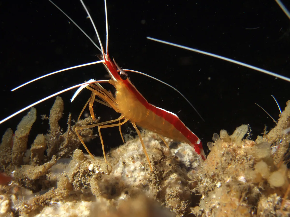 Lysmata amboinensis