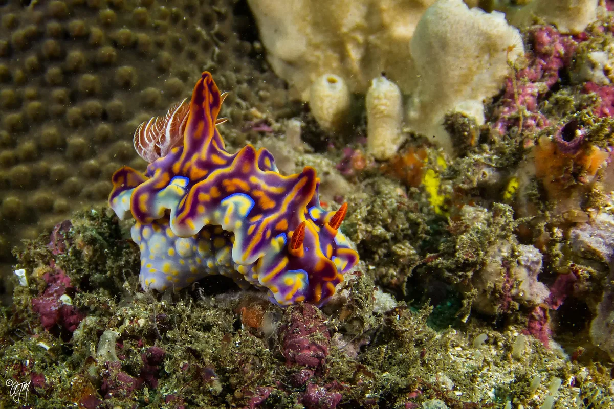 miamira magnifica